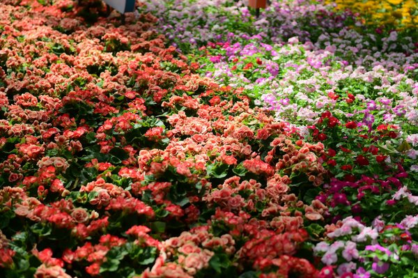 Navigating the legal landscape of wind turbine deployment on welsh farms: a comprehensive guide